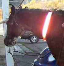 Reflective horse Neck belt - equestrian neckbelt/Horse-reflective-leg-wrap.JPG