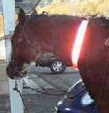 Reflective horse collar